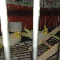 عروس هلندی نر و ماده به همراه ۴ تا جوجه|پرنده|رشت, یخسازی|دیوار