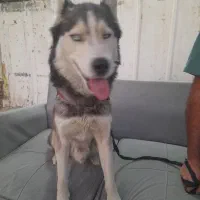 هاسگی|حیوانات|فردیس, شهرک ناز|دیوار