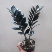 زاموفیلا سوپر بلک