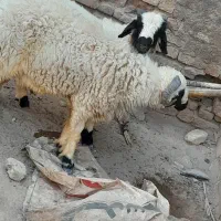 بره گوغر نر|حیوانات مزرعه|سیرجان, |دیوار