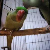 طوطی گمشده