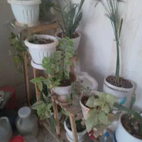 گل ها با پایه بفروش میرسد
