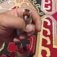 سهره|پرنده|یاسوج, |دیوار