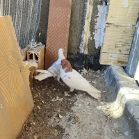 دوتاکفترگراف ابلغ افغانی جفت نر