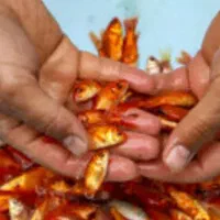 انواع ماهی گلدفیش شب عید و ماهی قرمز|ماهی|آمل, |دیوار