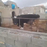 گاوشیری|حیوانات مزرعه|زاویه, |دیوار