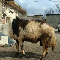 قوچ خال سیاه|حیوانات مزرعه|بروجرد, |دیوار