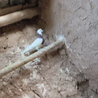 طوقی|پرنده|تربت‌حیدریه, مسجد جامع|دیوار