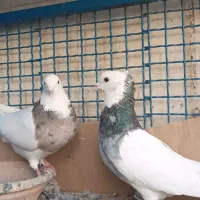 کفتر|پرنده|مشکیندشت, |دیوار