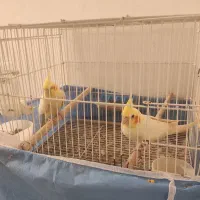 عروس هلندی مولد لوتینو دستی|پرنده|شیراز, تندگویان|دیوار