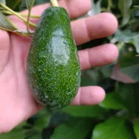 آواکادو پیوندی