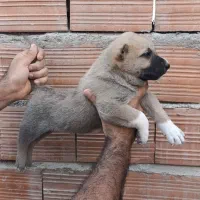 توله سگ سرابی و الابای روس اصل