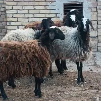 بره ماده درجه یک