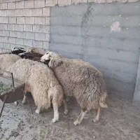 بره  و گوسفند نجف آباد