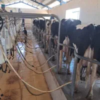 کار در گاوداری