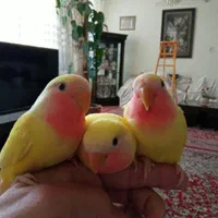 انواع طوطی برزیلی نر ماده مولد جوجه بالغ سخنگو رام|پرنده|تهران, استاد معین|دیوار