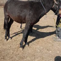 قاطرنر18ماهه آخته شده|حیوانات مزرعه|انگوران, |دیوار