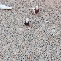 فروشی|پرنده|فهرج, |دیوار