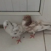 جوجه کبوتر