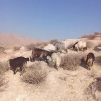 بیگ‌.کهره‌نروماده‌میش‌زاییده|حیوانات مزرعه|ایذه, |دیوار