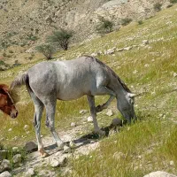 اسب|اسب و تجهیزات اسب‌سواری|کازرون, |دیوار