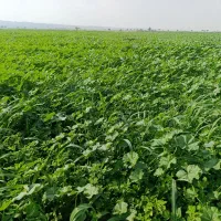 یونجه|خوردنی و آشامیدنی|اهواز, شریعتی جنوبی|دیوار