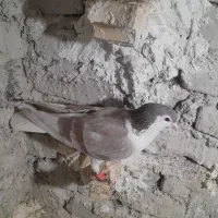 ساده اعقون نر|پرنده|مشهد, پنجتن|دیوار