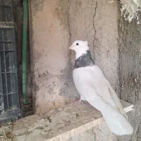 دو جفت طوقی|پرنده|مبارکه, |دیوار