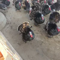 بوقلمون،محلی