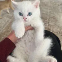 بچه گربه بریتیش شنگول منگول|گربه|اهواز, زیتون کارمندی|دیوار