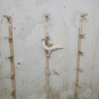 کفتر راست زرد|پرنده|قائن, |دیوار