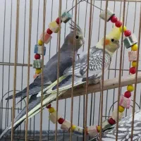 چهار عدد عروس هلندی