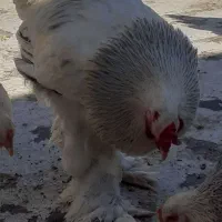 تخم مرغ برهما نطفه دار