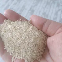 برنج نیم دانه هاشمی اعلا|خوردنی و آشامیدنی|رباطکریم, نصیرشهر|دیوار