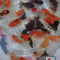 بارماهی گلفیش شارژ شد|ماهی|فولادشهر, مسکن مهر فولادشهر|دیوار