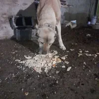 سگ‌سرابی|حیوانات|تبریز, |دیوار