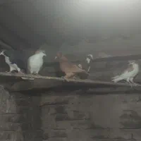 کبوتر