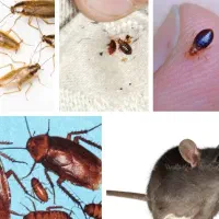 سمپاشی منازل سوسک ساس و.. صد درصد تضمینی|خدمات نظافت|تهران, صادقیه|دیوار