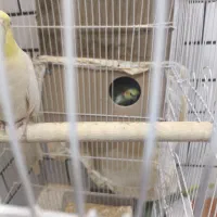 یک جفت عروس هلندی