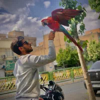 امازون. ماکائو. کاسکو.کاکادو .اکلکتوس