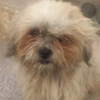 سگ شیتزو|سگ|مشهد, امیرآباد|دیوار