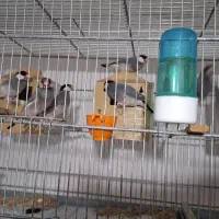 فنج نرگسی|پرنده|سمنان, |دیوار