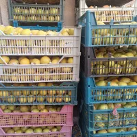 فروش گلابی شیروان|خوردنی و آشامیدنی|مشهد, شهید علی محمدی|دیوار