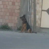 سگ ژرمن  ماده|سگ|گرگان, |دیوار