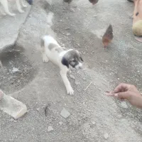 سگ سرابی ماده