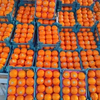 جهت خرید میوه برای آشپزخانه ها و رستوران تالار|خوردنی و آشامیدنی|سبزوار, میدان بار|دیوار
