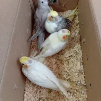 فروش جوجه عروس هلندی|پرنده|کرمان, |دیوار