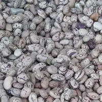 فروش لوبیا چیتی