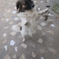 واگذاری سگ اشپیتز|سگ|داراب, |دیوار