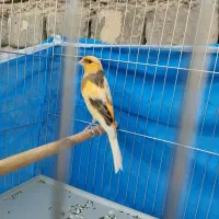 قناری ابلغ|پرنده|برخوار, |دیوار